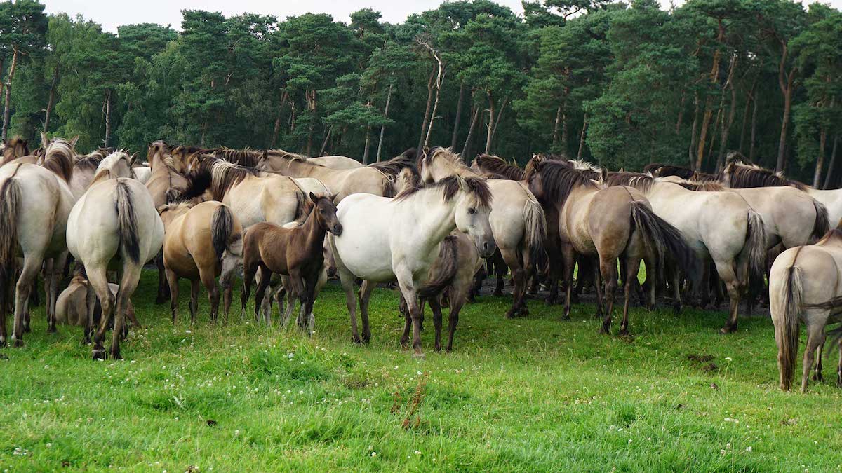 Wildpferde Dülmen: Herde mit Fohlen