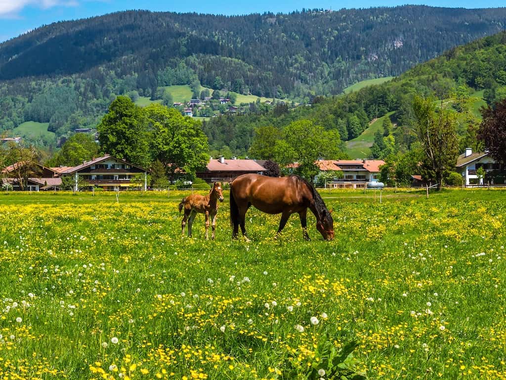 Oberbayern: Pferde auf der Weide
