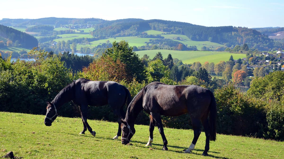 Sauerland: Pferde beim grasen