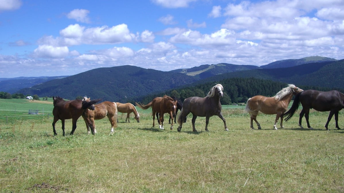 Schwarzwald: Pferde auf der Weide