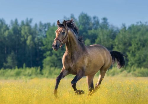 Andalusian horse in summer blooming field. Beautiful summer landscape.