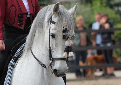 andalusians